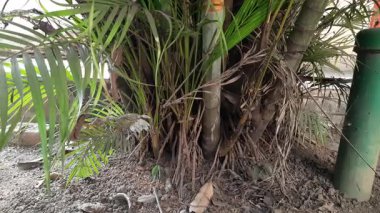 Areka palmiye kökleri. Arecaceae ağacından bir aile. Filipinler, Malezya ve Hindistan 'dan gelen nemli sularda bulundu. Aynı zamanda süs bitkisi olarak da yetiştirilir..