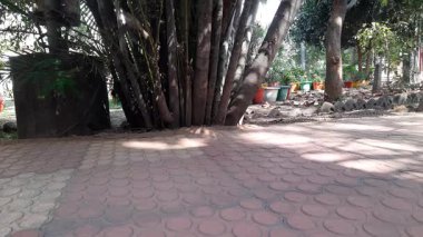 Areka palmiye kökleri. Arecaceae ağacından bir aile. Filipinler, Malezya ve Hindistan 'dan gelen nemli sularda bulundu. Aynı zamanda süs bitkisi olarak da yetiştirilir..