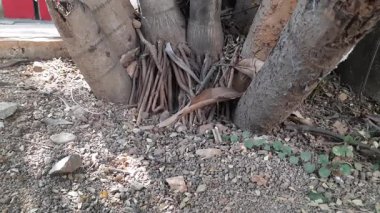 Areka palmiye kökleri. Arecaceae ağacından bir aile. Filipinler, Malezya ve Hindistan 'dan gelen nemli sularda bulundu. Aynı zamanda süs bitkisi olarak da yetiştirilir..