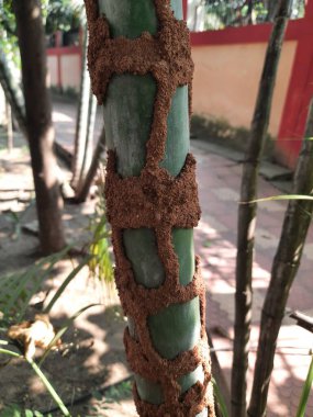 Areca palmiyesinin gövdesinde termit yuvası. Bu termitler yavaşça gövdeyi yiyecek ve ondan sonra ağaç ölebilir. Böceklerin evleri. 
