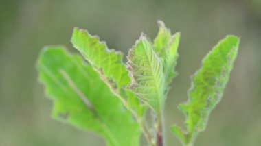 Primula veris fabrikası. Diğer isim kayması, inek kayması ve çuha çiçeği. Bu, Primulaceae 'de uzun ömürlü çiçekli bir bitki..