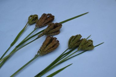 Eleusine coracana veya parmak darı. Hindistan 'da Ragi ve Madua ve Nepal' de Kodo olarak adlandırılır. Yıllık otçul bitkidir. Afrika ve Asya 'da yaygın olarak mısır gevreği olarak yetişir..