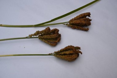 Eleusine coracana veya parmak darı. Hindistan 'da Ragi ve Madua ve Nepal' de Kodo olarak adlandırılır. Yıllık otçul bitkidir. Afrika ve Asya 'da yaygın olarak mısır gevreği olarak yetişir..