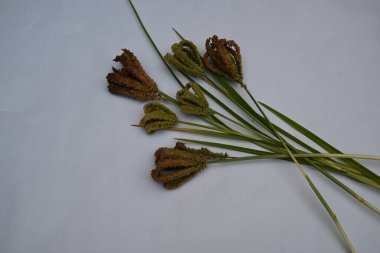 Eleusine coracana veya parmak darı. Hindistan 'da Ragi ve Madua ve Nepal' de Kodo olarak adlandırılır. Yıllık otçul bitkidir. Afrika ve Asya 'da yaygın olarak mısır gevreği olarak yetişir..