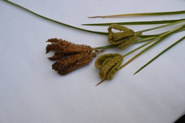 Eleusine coracana veya parmak darı. Hindistan 'da Ragi ve Madua ve Nepal' de Kodo olarak adlandırılır. Yıllık otçul bitkidir. Afrika ve Asya 'da yaygın olarak mısır gevreği olarak yetişir..