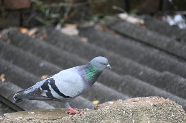 Kaya güvercini ya da kaya güvercini. Dünyada sevilen bir evcil kuştur. Bazı bölgelerde, et için de gündeme geliyor. Eskiden haberci olarak da çalışırdı..