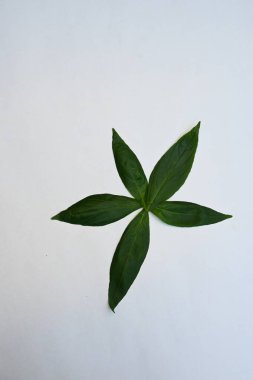 Andrographis panikliyor. Diğer adı Yeşil Chireta. Geleneksel olarak enfeksiyonları ve bazı hastalıkları tedavi etmek için kullanılır. Çoğunlukla tıbbi amaçlar için kullanılan yapraklar..