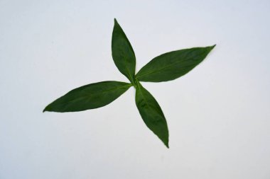 Andrographis panikliyor. Diğer adı Yeşil Chireta. Geleneksel olarak enfeksiyonları ve bazı hastalıkları tedavi etmek için kullanılır. Çoğunlukla tıbbi amaçlar için kullanılan yapraklar..