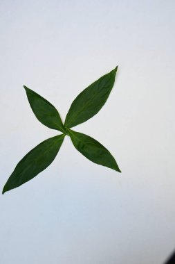 Andrographis panikliyor. Diğer adı Yeşil Chireta. Geleneksel olarak enfeksiyonları ve bazı hastalıkları tedavi etmek için kullanılır. Çoğunlukla tıbbi amaçlar için kullanılan yapraklar..