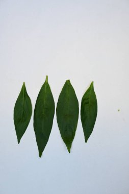 Andrographis panikliyor. Diğer adı Yeşil Chireta. Geleneksel olarak enfeksiyonları ve bazı hastalıkları tedavi etmek için kullanılır. Çoğunlukla tıbbi amaçlar için kullanılan yapraklar..