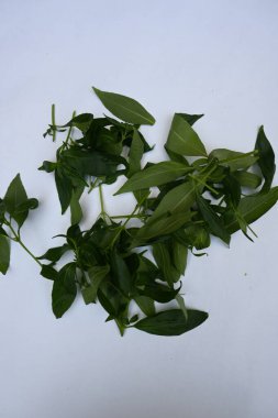 Andrographis panikliyor. Diğer adı Yeşil Chireta. Geleneksel olarak enfeksiyonları ve bazı hastalıkları tedavi etmek için kullanılır. Çoğunlukla tıbbi amaçlar için kullanılan yapraklar..