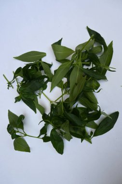 Andrographis panikliyor. Diğer adı Yeşil Chireta. Geleneksel olarak enfeksiyonları ve bazı hastalıkları tedavi etmek için kullanılır. Çoğunlukla tıbbi amaçlar için kullanılan yapraklar..