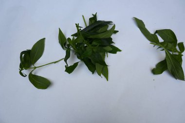 Andrographis panikliyor. Diğer adı Yeşil Chireta. Geleneksel olarak enfeksiyonları ve bazı hastalıkları tedavi etmek için kullanılır. Çoğunlukla tıbbi amaçlar için kullanılan yapraklar..