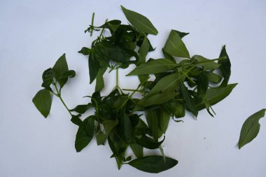 Andrographis panikliyor. Diğer adı Yeşil Chireta. Geleneksel olarak enfeksiyonları ve bazı hastalıkları tedavi etmek için kullanılır. Çoğunlukla tıbbi amaçlar için kullanılan yapraklar..