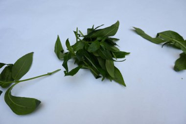 Andrographis panikliyor. Diğer adı Yeşil Chireta. Geleneksel olarak enfeksiyonları ve bazı hastalıkları tedavi etmek için kullanılır. Çoğunlukla tıbbi amaçlar için kullanılan yapraklar..