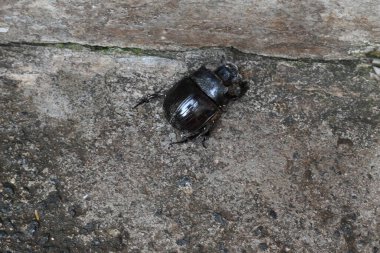 Gübre böcekleri dışkı yiyen böceklerdir. Bunlar bir gecede birçok kez gübre gömebilir. Gübre böceklerinin çoğu yuvarlak topların içine gübre doldurur. Bu gübre de yiyecek kaynağı olarak kullanılır..