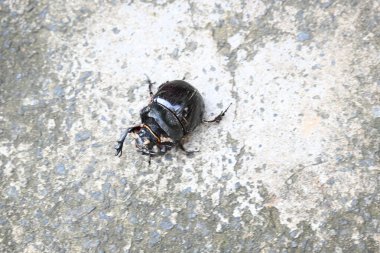 Gübre böcekleri dışkı yiyen böceklerdir. Bunlar bir gecede birçok kez gübre gömebilir. Gübre böceklerinin çoğu yuvarlak topların içine gübre doldurur. Bu gübre de yiyecek kaynağı olarak kullanılır..
