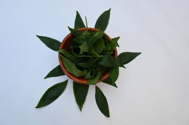 Andrographis panikleyerek tahta kasede yapraklar bırakır. Diğer adı Yeşil Chireta. Geleneksel olarak enfeksiyonları ve bazı hastalıkları tedavi etmek için kullanılır. Çoğunlukla tıbbi amaçlar için kullanılır..