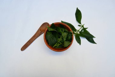 Andrographis panikleyerek tahta kasede yapraklar bırakır. Diğer adı Yeşil Chireta. Geleneksel olarak enfeksiyonları ve bazı hastalıkları tedavi etmek için kullanılır. Çoğunlukla tıbbi amaçlar için kullanılır..