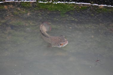 Yılankafa ya da Channa orientalis balığı suyun içinde. Channais Ajansı, Asya 'daki tatlı su habitatlarının yerlisi olan Channais familyasındaki yırtıcı balıkların gündemidir. Asya Yılanı Kafa bir tatlı su balığıdır..