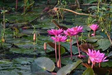 Su birikintisinde sulu zambak. Diğer adı Nymphaeaceae ve nilüferler. Su zambakları, yaprakları ve çiçekleri yüzen ya da yüzeyden yükselen su kütlelerini aşındırır.. 
