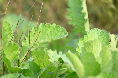 Primula veris fabrikası. Diğer isim kayması, inek kayması ve çuha çiçeği. Bu Primulaceae familyasına ait uzun ömürlü çiçekli bir bitki..