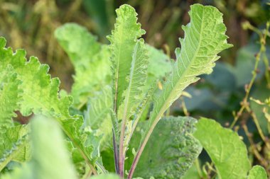 Primula veris fabrikası. Diğer isim kayması, inek kayması ve çuha çiçeği. Bu, Primulaceae 'de uzun ömürlü çiçekli bir bitki..