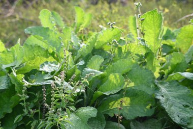 Primula veris fabrikası. Diğer isim kayması, inek kayması ve çuha çiçeği. Bu, Primulaceae 'de uzun ömürlü çiçekli bir bitki..