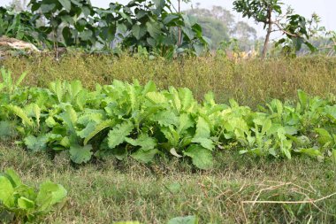 Primula veris fabrikası. Diğer isim kayması, inek kayması ve çuha çiçeği. Bu, Primulaceae 'de uzun ömürlü çiçekli bir bitki..