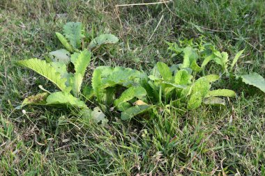 Primula veris fabrikası. Diğer isim kayması, inek kayması ve çuha çiçeği. Bu, Primulaceae 'de uzun ömürlü çiçekli bir bitki..