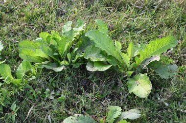 Primula veris fabrikası. Diğer isim kayması, inek kayması ve çuha çiçeği. Bu, Primulaceae 'de uzun ömürlü çiçekli bir bitki..