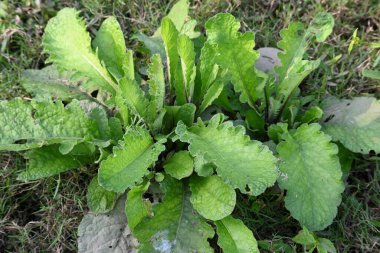 Primula veris fabrikası. Diğer isim kayması, inek kayması ve çuha çiçeği. Bu, Primulaceae 'de uzun ömürlü çiçekli bir bitki..