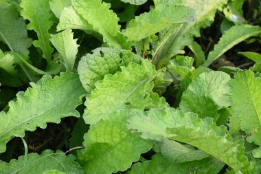 Primula veris fabrikası. Diğer isim kayması, inek kayması ve çuha çiçeği. Bu, Primulaceae 'de uzun ömürlü çiçekli bir bitki..