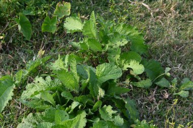 Primula veris fabrikası. Diğer isim kayması, inek kayması ve çuha çiçeği. Bu, Primulaceae 'de uzun ömürlü çiçekli bir bitki..