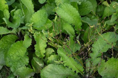 Primula veris fabrikası. Diğer isim kayması, inek kayması ve çuha çiçeği. Bu, Primulaceae 'de uzun ömürlü çiçekli bir bitki..