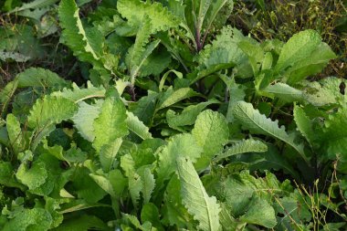 Primula veris fabrikası. Diğer isim kayması, inek kayması ve çuha çiçeği. Bu, Primulaceae 'de uzun ömürlü çiçekli bir bitki..