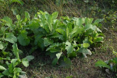 Primula veris fabrikası. Diğer isim kayması, inek kayması ve çuha çiçeği. Bu, Primulaceae 'de uzun ömürlü çiçekli bir bitki..