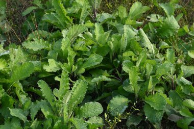 Primula veris fabrikası. Diğer isim kayması, inek kayması ve çuha çiçeği. Bu, Primulaceae 'de uzun ömürlü çiçekli bir bitki..