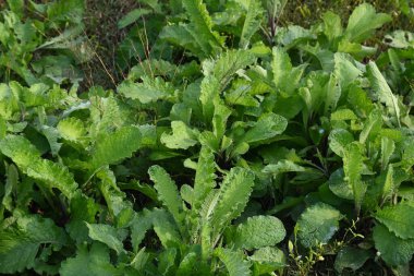 Primula veris fabrikası. Diğer isim kayması, inek kayması ve çuha çiçeği. Bu, Primulaceae 'de uzun ömürlü çiçekli bir bitki..