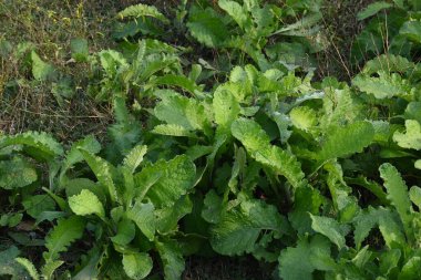 Primula veris fabrikası. Diğer isim kayması, inek kayması ve çuha çiçeği. Bu, Primulaceae 'de uzun ömürlü çiçekli bir bitki..