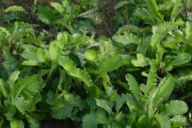 Primula veris fabrikası. Diğer isim kayması, inek kayması ve çuha çiçeği. Bu, Primulaceae 'de uzun ömürlü çiçekli bir bitki..