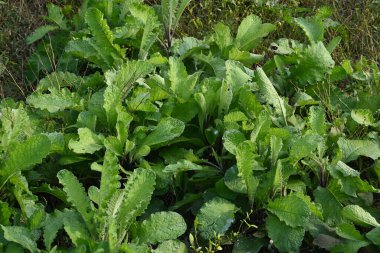 Primula veris fabrikası. Diğer isim kayması, inek kayması ve çuha çiçeği. Bu, Primulaceae 'de uzun ömürlü çiçekli bir bitki..
