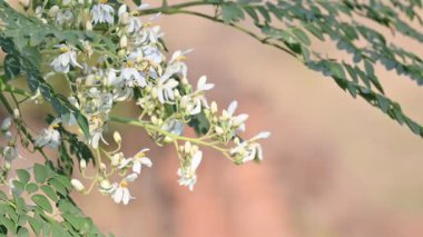 Moringa ağacı çiçekleri. Bu bir Moringaceae aile ağacı. Diğer isimleri Moringa, but budu ağacı, yabanturpu, ve Ben yağı ve zeytin. Sebze bu çiçekten yapılır. Beyaz çiçek. 