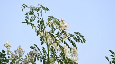 Moringa ağacı çiçekleri. Bu bir Moringaceae aile ağacı. Diğer isimleri Moringa, but budu ağacı, yabanturpu, ve Ben yağı ve zeytin. Sebze bu çiçekten yapılır. Beyaz çiçek. 