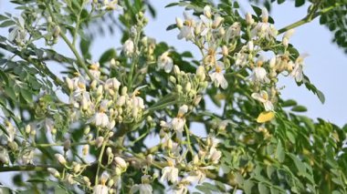 Moringa ağacı çiçekleri. Bu bir Moringaceae aile ağacı. Diğer isimleri Moringa, but budu ağacı, yabanturpu, ve Ben yağı ve zeytin. Sebze bu çiçekten yapılır. Beyaz çiçek. 