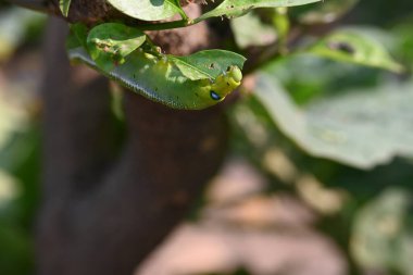 Yeşil Tırtıllar. Solucan tırtılları. Yeşil renginden dolayı yaprakların arasına kolayca saklanabilir. En sevdiği yiyecek yeşil yapraklardır. Bitki yiyici Böcekler. 