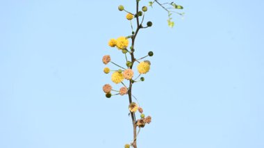 Vachellia nilotica çiçekleri. Diğer isimleri sakız Arap ağacı, babul, dikenli mimoza, Mısır akasyası ve dikenli akasya. Bu Fabaceae familyasından bir ağaç. Sarı Yaban Çiçeği. 