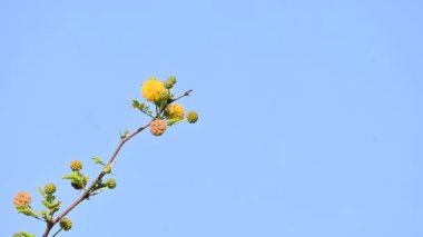 Vachellia nilotica çiçekleri. Diğer isimleri sakız Arap ağacı, babul, dikenli mimoza, Mısır akasyası ve dikenli akasya. Bu Fabaceae familyasından bir ağaç. Sarı Yaban Çiçeği. 
