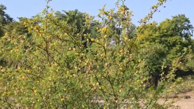 Vachellia nilotica çiçekleri. Diğer isimleri sakız Arap ağacı, babul, dikenli mimoza, Mısır akasyası ve dikenli akasya. Bu Fabaceae familyasından bir ağaç. Sarı Yaban Çiçeği. 
