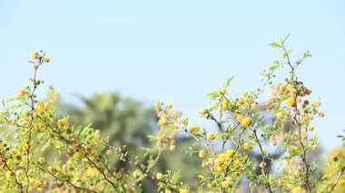Vachellia nilotica çiçekleri. Diğer isimleri sakız Arap ağacı, babul, dikenli mimoza, Mısır akasyası ve dikenli akasya. Bu Fabaceae familyasından bir ağaç. Sarı Yaban Çiçeği. 